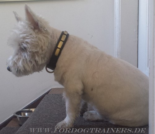 Fine Leather Collar for Westie - Click Image to Close