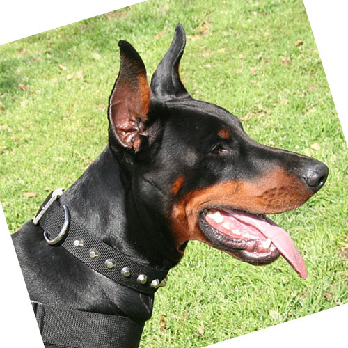 Halsbaender Nylon fuer Doberman