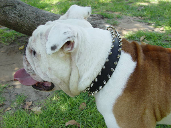 Leather 2 rows spiked dog collar for English Bulldog