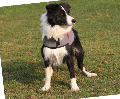 Hundemantel aus Nylon für Border Collie - zum Schließen ins Bild klicken