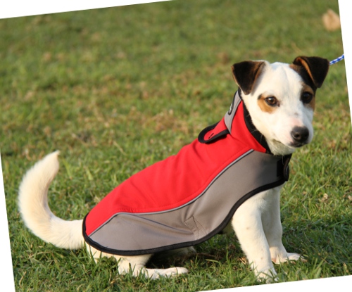 Hundemantel aus Nylon für Jack Russell Terrier - zum Schließen ins Bild klicken