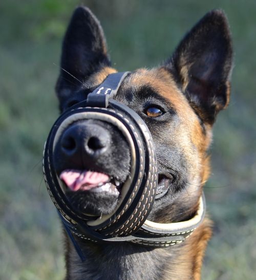 Maulkorb Leder mit Extra Komfort für Malinois