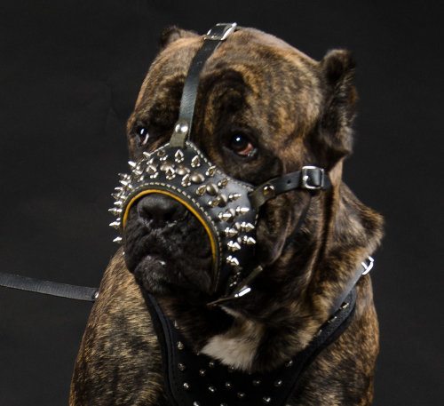 Dog Muzzle Leather for Cane Corso, Designer Spiked Muzzle - Click Image to Close