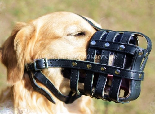 Dog Muzzle of Leather for Labrador, the Lightest Muzzle - Click Image to Close