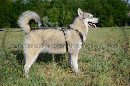 Harness Exclusive for Husky 