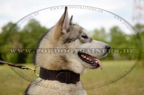 Husky Collar