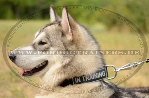 Halsband Nylon für Husky | Nylonhalsband mit Patches ➄