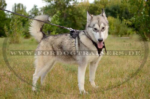 Bestseller Hundegeschirr Gepolstert | Husky K9 Geschirr Leder ❺