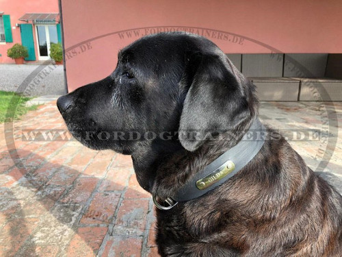 Lederhalsband für Labrador mit ID-Tag - zum Schließen ins Bild klicken