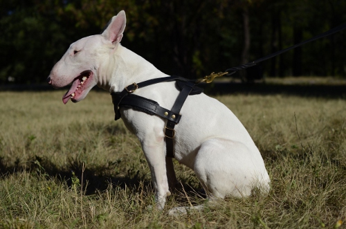 Hundegeschirr Leder für Bullterrier, K9 Geschirr für Hunde ❺ - zum Schließen ins Bild klicken