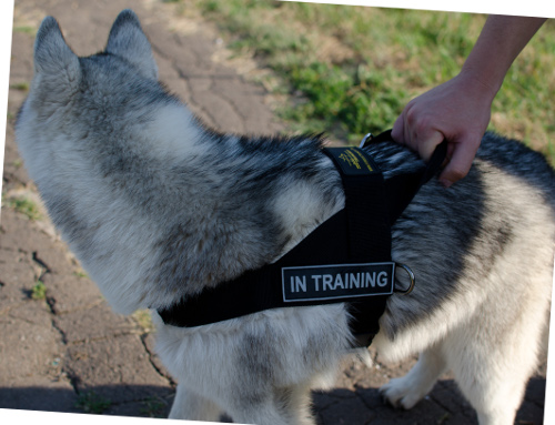 Bestseller Hundegeschirr K9 Husky Nylon Geschirr für Große Hunde