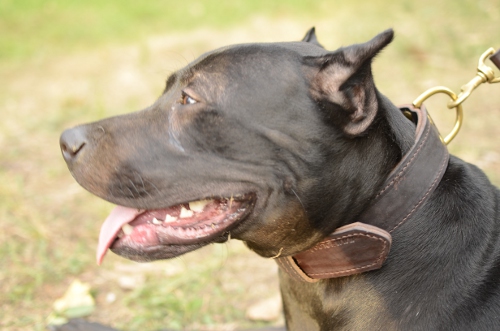 Halsband Leder für Pitbull | K9 Lederhalsband für Hetztraining