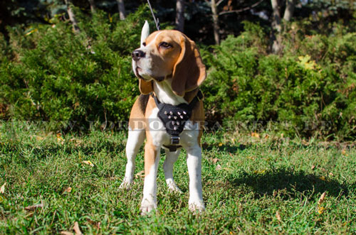 Dog Harness with Spikes for Small Dogs| Harness for Puppies