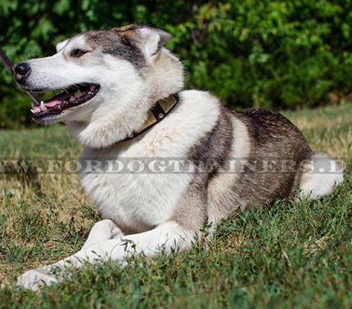 Unnachahmliches Laika Lederhalsband mit Platten und Pyramiden - zum Schließen ins Bild klicken