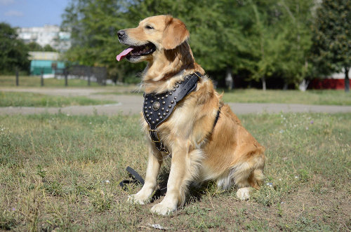 Labrador Brustgeschirr aus Leder, Designer Geschirr