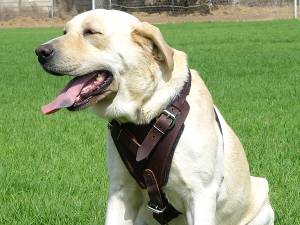 Dog Harness of Leather for Labrador in Classic Design