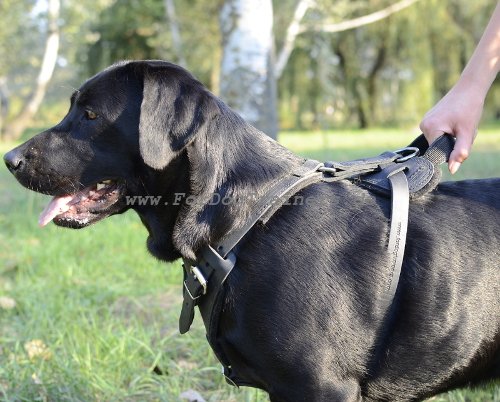 Dog Harness of Leather for Labrador in Classic Design