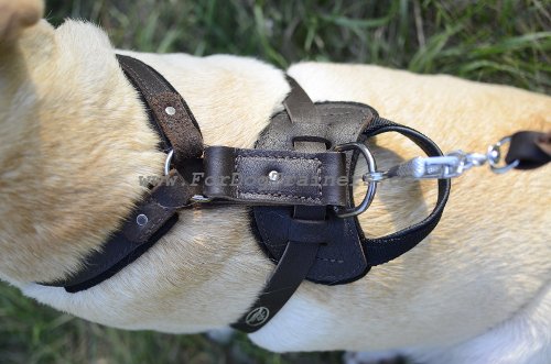 Dog Harness of Leather for Labrador in Classic Design