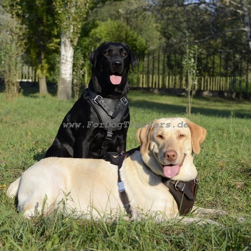 Dog Harness of Leather for Labrador in Classic Design