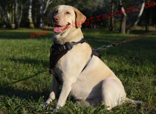 Dog Harness of Leather for Labrador in Classic Design