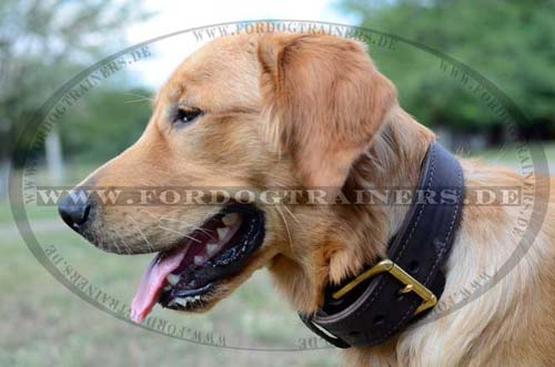 Labrador Halsband Leder Breit mit Griff