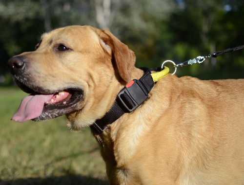 Labrador Halsband mit der Handschlaufe