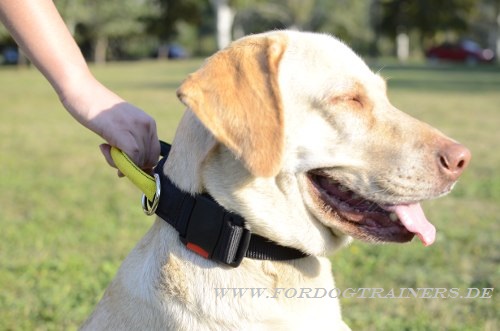 Labrador Hundehalsband mit Verschluss und Schlaufe! - zum Schließen ins Bild klicken