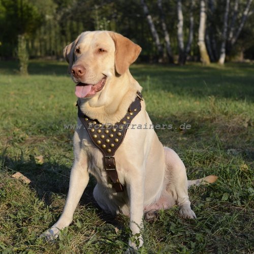 Hundegeschirr Leder Nieten | Labrador Geschirr für Auslauf - zum Schließen ins Bild klicken