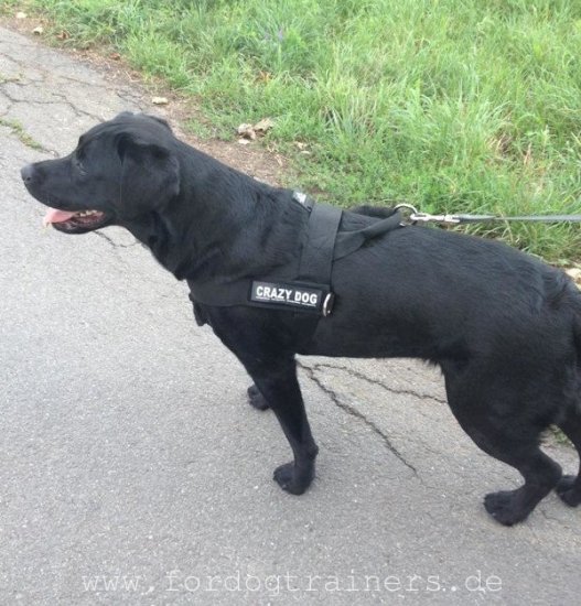 Multifunktionales Nylon Hundegeschirr mit Logos für Labrador