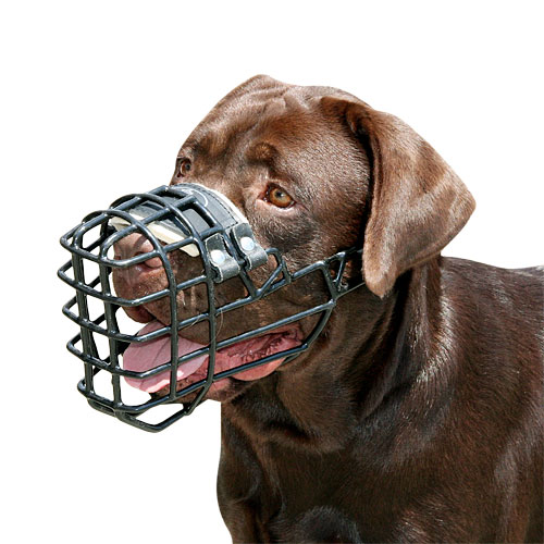 Wire dog muzzle for Labrador Covered by black rubber