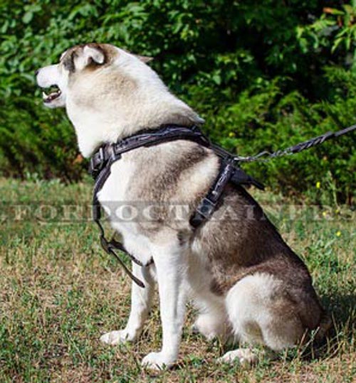 Laika Leder- Geschirr | Stacheldraht Design Brustgeschirr