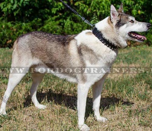 Breites Hundehalsband mit Spikes für Laika aus Leder - zum Schließen ins Bild klicken