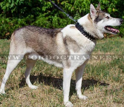 Breites Hundehalsband mit Spikes für Laika aus Leder