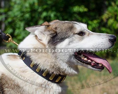 Tolles Laika Hundehalsband Leder | Lederhalsband mit Platten - zum Schließen ins Bild klicken