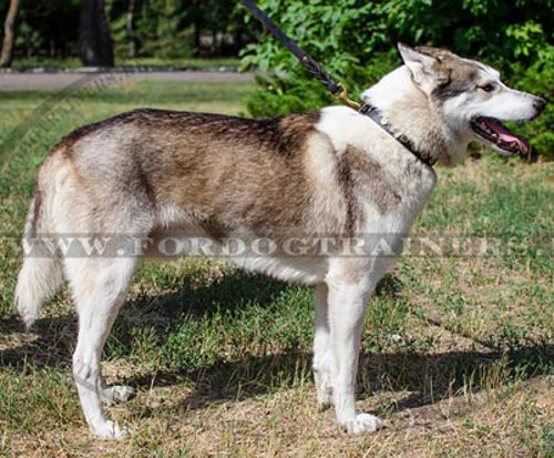 Luxus Laika Halsband | Lederhalsband mit Handset Messingkreisen - zum Schließen ins Bild klicken