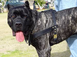 Such-, Zug- ,Lauf-Hundegeschirr aus Leder H5 für Cane Corso