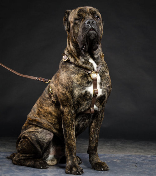 Leder-Brustgeschirr fuer Cane Corso