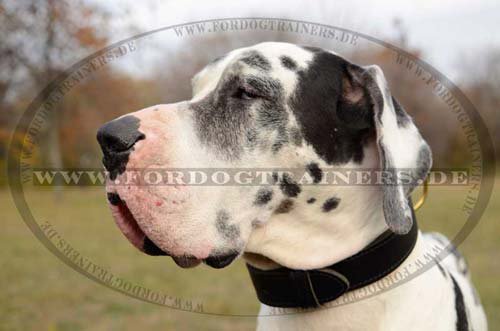 Great Dane collar of wide leather
