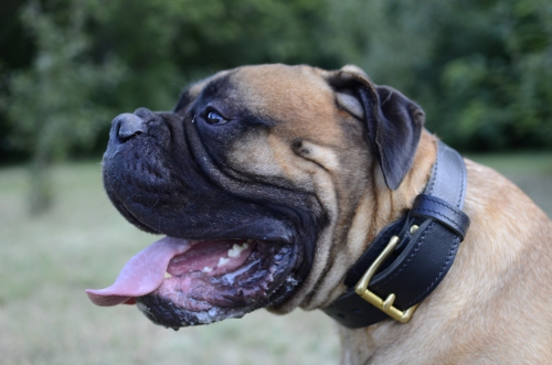 Bullmastiff collar with handle