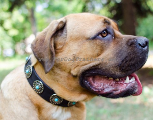 Cane Corso Halsband aus Leder mit Feinen Dekorationen