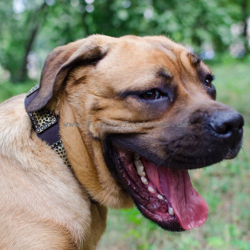 Cane Corso Hunde-Halsband aus Leder mit Vintage Platten