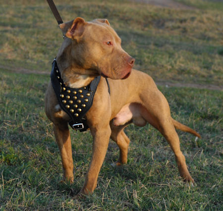 Dog Harness with Gold Colored Studs | Leather Harness