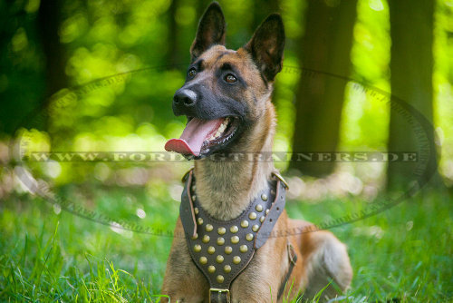 Dog Harness with Gold Colored Studs | Leather Harness