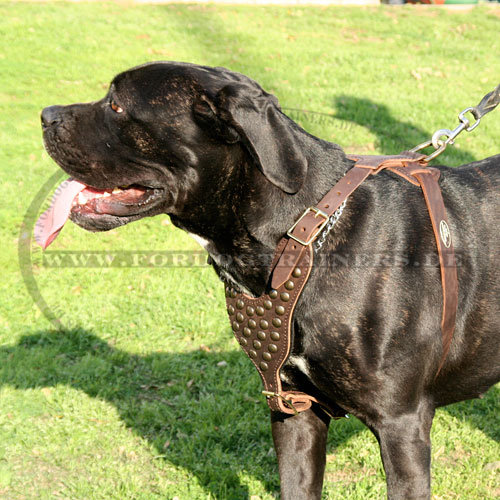 Dog Harness with Gold Colored Studs | Leather Harness