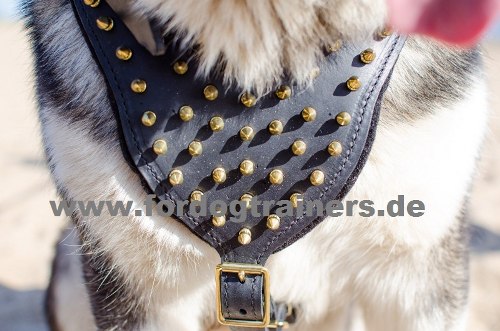 Goldfarbiges Geschirr | Hundegeschirr mit Messing-Nieten-Spikes