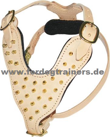 Goldfarbiges Geschirr | Hundegeschirr mit Messing-Nieten-Spikes