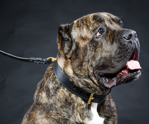 Cane Corso Halsband mit Griff