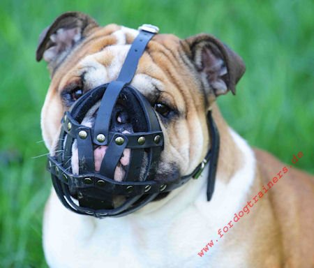 Bestseller Maulkorb Leder Gepolstert | Englische Bulldogge Beißkorb ★