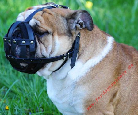 Bestseller Maulkorb Leder Gepolstert | Englische Bulldogge Beißkorb ★