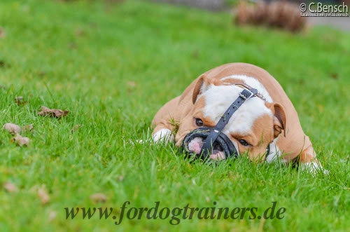 Bestseller Maulkorb Leder Gepolstert | Englische Bulldogge Beißkorb ★